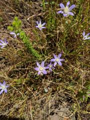 Brodiaea pallida