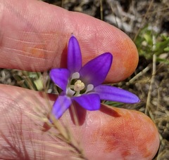 Brodiaea elegans elegans