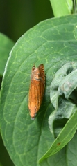 Lathronympha strigana