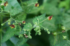 Scrophularia scorodonia