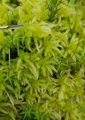 Sphagnum palustre