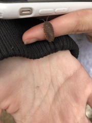 Trachelipus squamuliger