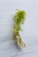 Sphagnum palustre
