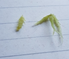 Sphagnum palustre