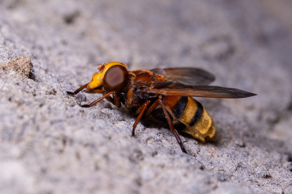 Hornet Mimic Hover Fly