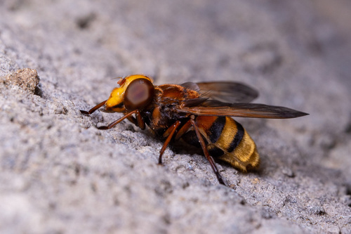 Hornet Mimic Hover Fly, photo 2 of 8