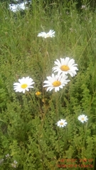 Leucanthemum vulgare