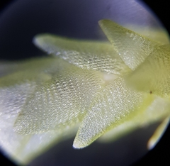 Sphagnum palustre