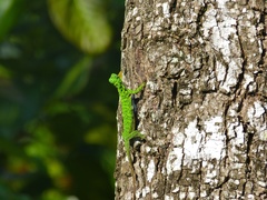 Bartlett's Flying Dragon photo 2
