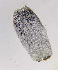 Sphagnum palustre