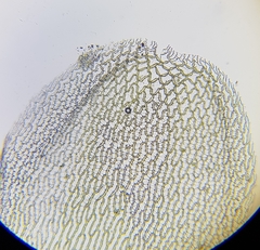 Sphagnum palustre