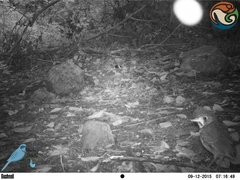 Grallaria guatimalensis