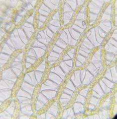 Sphagnum palustre