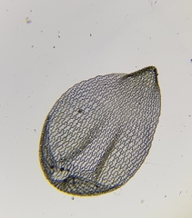 Sphagnum palustre