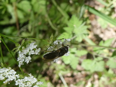 Cheilosia pagana