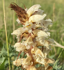 Orobanche amethystea amethystea
