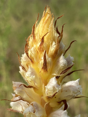 Orobanche picridis