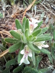 Ajuga iva iva