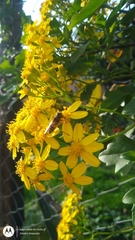 Senecio angulatus