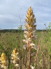 Orobanche picridis
