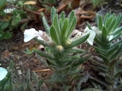 Ajuga iva iva