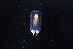 Euphysa flammea