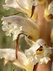 Orobanche picridis