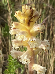 Orobanche picridis
