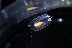 Euphysa flammea
