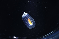Euphysa flammea