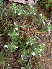 Ajuga iva iva