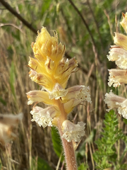 Orobanche picridis