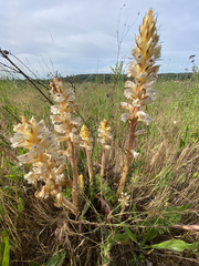 Orobanche picridis