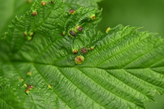 Dasineura ulmaria