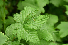 Dasineura ulmaria