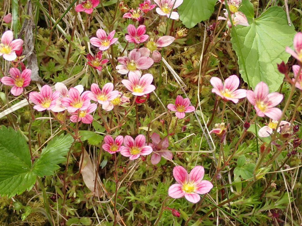 Saxifraga rosacea (Saxifraga rosacea)