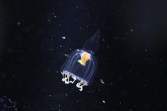 Halitholus
