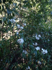 Philadelphus lewisii