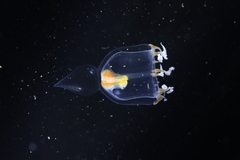 Halitholus