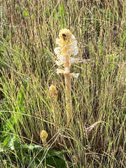 Orobanche picridis