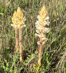 Orobanche picridis