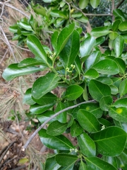 Euonymus japonicus