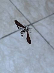 Horama plumipes