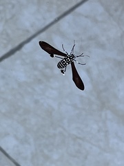 Horama plumipes