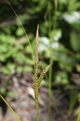 Carex mendocinensis
