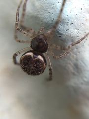 Dipoena melanogaster