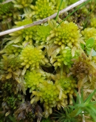 Sphagnum fallax