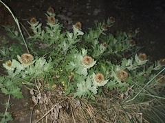 Centaurea pectinata