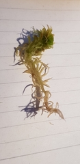 Sphagnum fallax