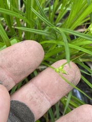 Carex jamesii
